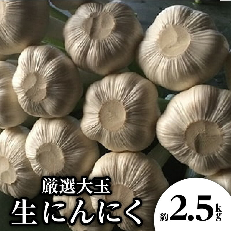 【ふるさと納税】厳選大玉 生にんにく 約2.5kg【2026-5月上旬～2026-6月上旬配送】 | 国産 香川県産 野菜 肉厚 濃厚 新鮮 鮮度抜群 食品 食材 お取り寄せ 自宅用 家庭用 贈り物 瀬戸内 香川県 高松市