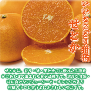 【せとか】訳あり 家庭用 約5㎏ | みかん 松山 愛媛県 【VEG0122】