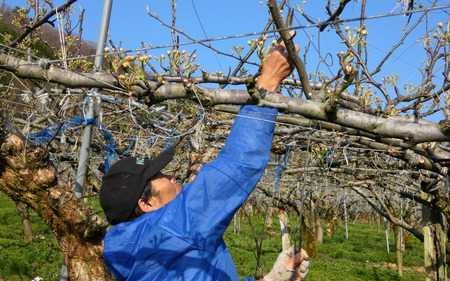 【先行予約】中野農園 梨 ”二十世紀梨” 3玉入り｜鳥取 岩美 梨 なし ナシ※お届けは2026年8月下旬以降【41024】