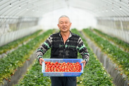 【先行予約】いちご　とちあいか・スカイベリーセット　290g×4パック（1.16kg以上） ※着日指定不可 ※2024年1月上旬～5月下旬頃に順次発送予定