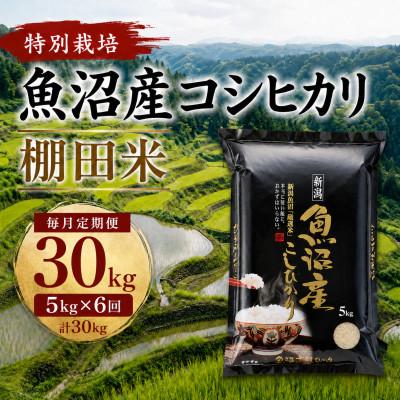 ふるさと納税 小千谷市 【毎月定期便】魚沼産コシヒカリ 特別栽培 棚田米 精米5kg全6回