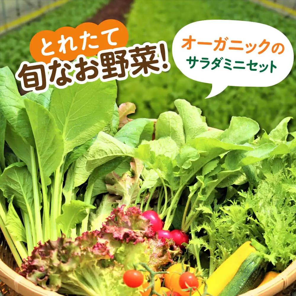 【全6回定期便】オーガニック サラダミニセット 7種×1パック / 佐賀県 / 株式会社サガンベジ [41ANCH005]