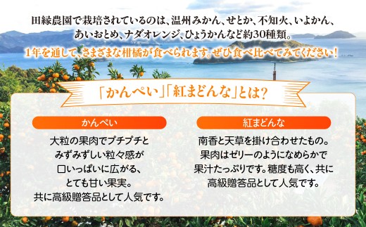 【愛媛県産】田縁農園の無添加100% かんぺい・紅まどんなジュース各3本セット（720ml×6本/かんぺい3、紅まどんな3） ストレート果汁100％【 ふるさと納税 人気 おすすめ ランキング ジュー