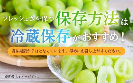 【2026年産】シャインマスカット 信州上田産 2房～3房 約1kg ぶどう 葡萄 ブドウ マスカット 1kg 果物 くだもの フルーツ デザート 旬の果物 旬のフルーツ 長野県 長野