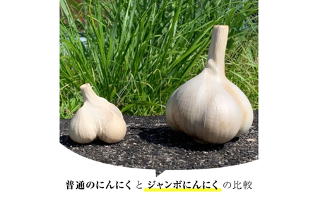 にんにく 【定期便】ジャンボ黒にんにく150g×3（3か月に1回）【iclb-tkb0003】