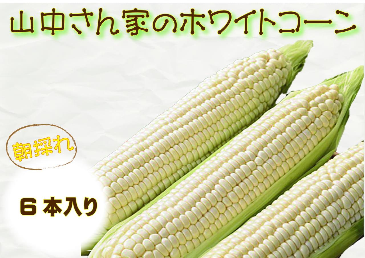 【期間限定】≪数量限定≫ 山中さんの朝採れ　ホワイトコーン