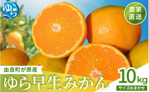 
                  和歌山県産 ゆら早生みかん 10kg【kzmn003-r-10】
                