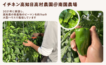 キーマカレー 5食セット｜高知県産 ミニトマト 食品ロス削減 イチネン農園×小川精肉店 コラボ 辛くない レトルトカレー やさしいカレー