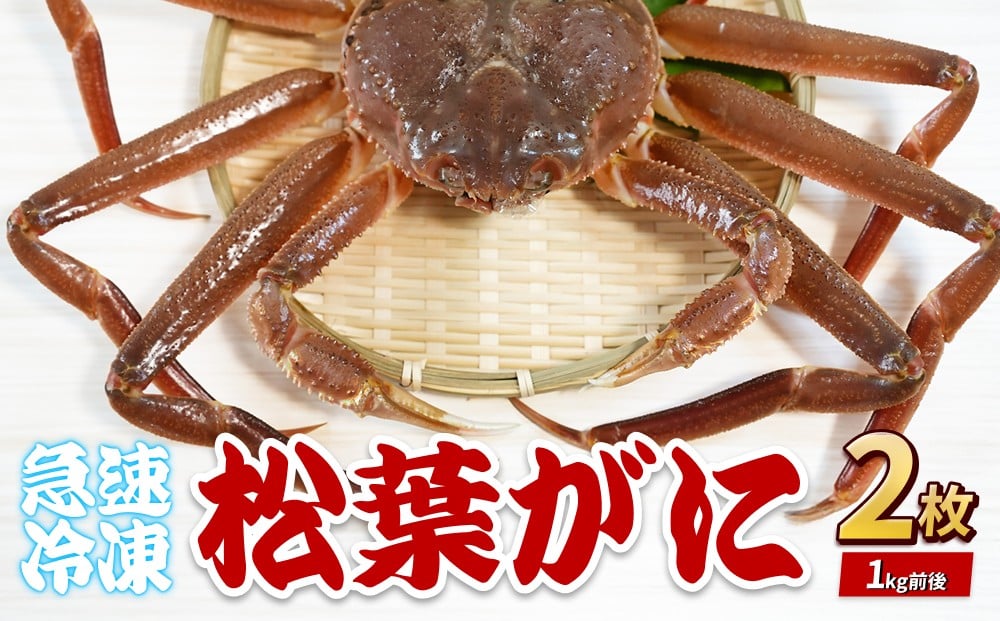 
            松葉がに（冷凍） 約500g 2枚｜鳥取 岩美 かに 松葉ガニ 冷凍 生 プロトン凍結 急速冷凍 年内発送【22048】
          