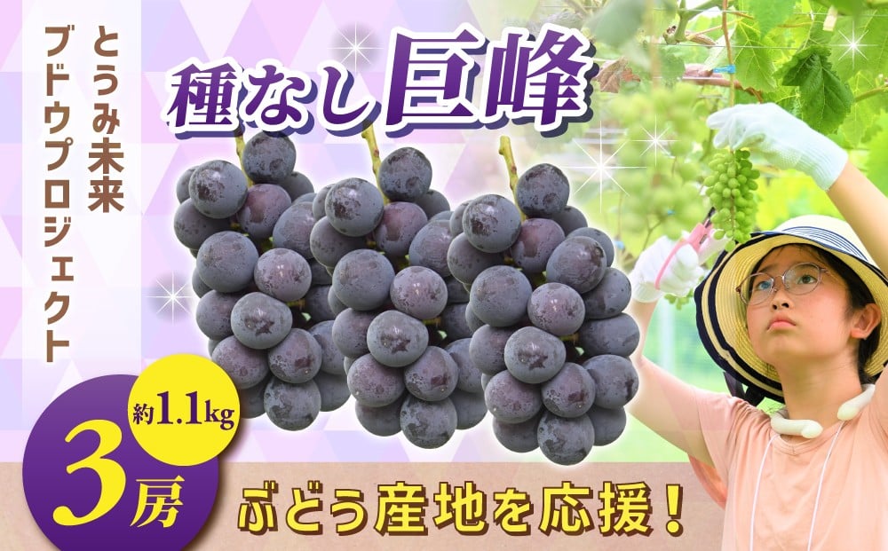 
            ぶどうの産地を応援！！とうみ未来ブドウプロジェクトと子どもたちが送る　種なし巨峰 3房（約1.1kg）【秋お届け】｜長野県  人気 ぶどう 贈答用 ギフト フルーツ 果物 おすすめ 厳選 種無し 大粒
          