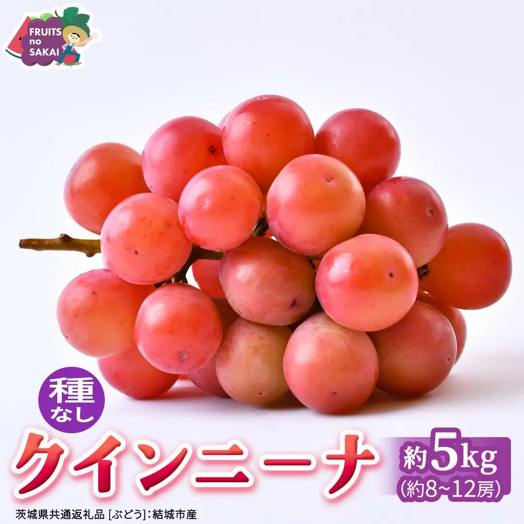 クインニーナ 約5kg （約8～12房）【2026年8月より発送開始】（茨城県共通返礼品 [ぶどう]：結城市産）