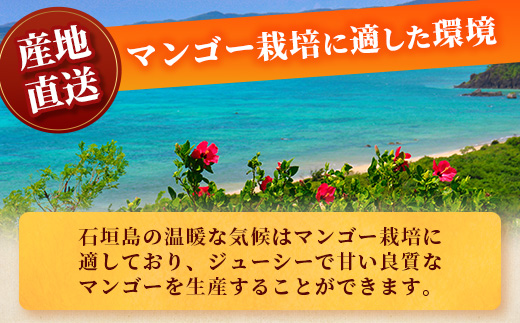 【予約受付】 石垣島産マンゴー 贈答用 (アーウィン種) 2~3玉 合計約1kg《2025年6月中旬より順次発送》【 産地直送 沖縄県 石垣市 石垣島 贈答用マンゴー マンゴー アーウィン JA 】A