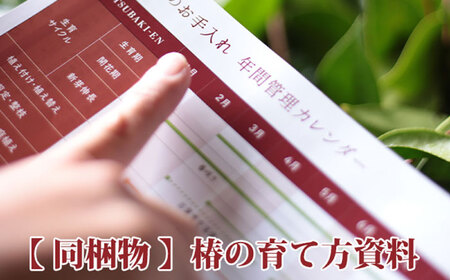 椿 「月兎-つきうさぎ-」 5号鉢 苗木 / 植物 最新椿 花 苗 鉢植え / 稲沢市 / 椿園株式会社 [BMBI009]
