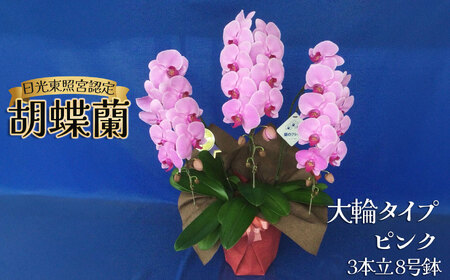 【ふるさと納税】胡蝶蘭 大輪 ミディタイプ ピンク3本立 8号鉢 | 栃木県 下野市