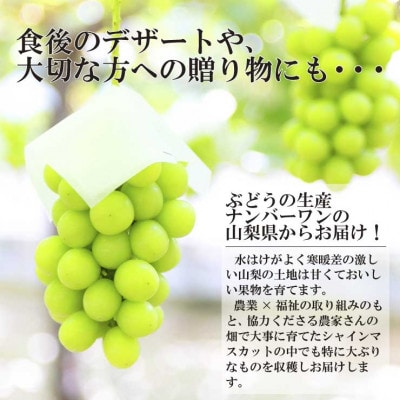【2026年発送】極上!農福連携シャインマスカット2房(2房1.2kg程度)【配送不可地域：離島】