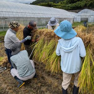 田んぼオーナー権 1口分 お米と農作業の体験付き つくえラボ【お米 チケット 体験チケット 農作業体験】　募集期間：2025年11月1日～2026年2月末
