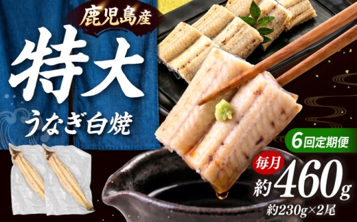 全6回定期便 鹿児島産うなぎ 白焼2尾セット ▼国産 鰻 ウナギ 白焼き 特大 本格 有頭 海鮮  定期便  桂川町/山水商事 [ADAH016]