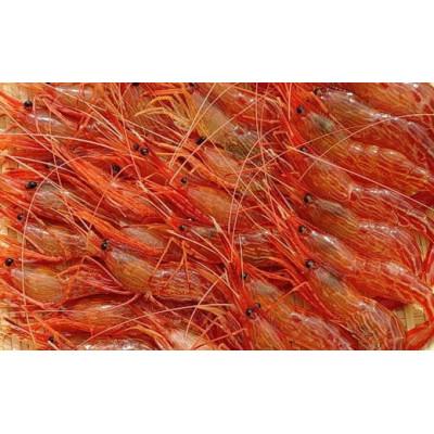 ふるさと納税 増毛町 冷凍シマエビ　500g(約40尾)