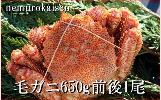 C-57016 【北海道根室産】毛ガニ650g前後×1尾