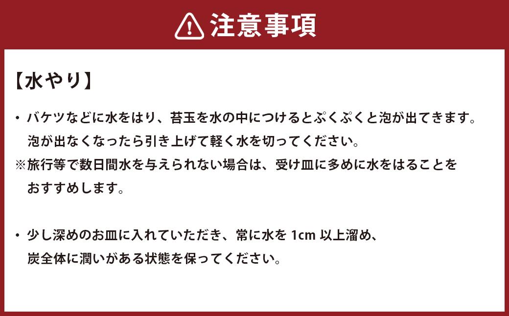 苔と炭 オリジナル ギフト セット 