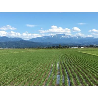 ふるさと納税 鶴岡市 【令和6年産】米の里の特別栽培米雪若丸6kg　A06-004 |  | 02