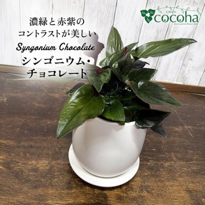 ふるさと納税 糸島市 濃緑と赤紫のコントラストが美しい　シンゴニウム・チョコレート 糸島市 [AWB039]