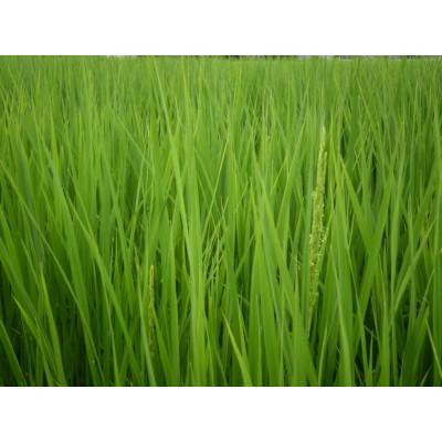 ふるさと納税 南砺市 富山県産こしひかり　育(はぐくみ)贈答用　300g(2合)セットA　《南砺の逸品》 |  | 03