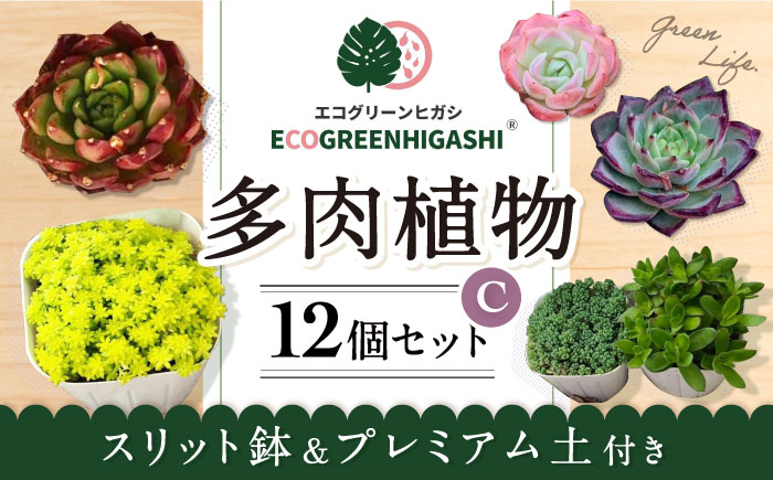 オリジナル鉢付き！かわいい売れ筋多肉植物お届けセットC エコグリーンヒガシ 大村市 [ACAL006]
