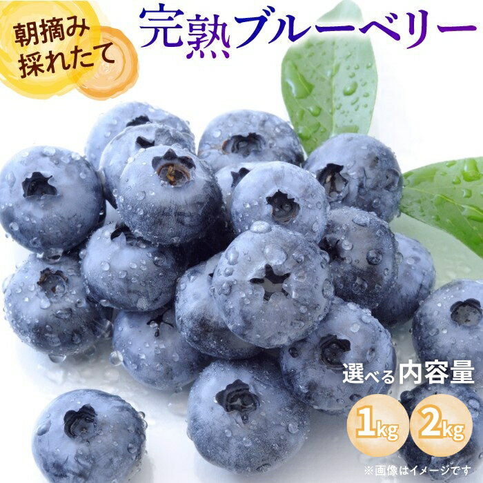 【ふるさと納税】ブルーベリー 先行予約 2026年産 フレッシュブルーベリー 生ブルーベリー 朝摘み 選べる内容量 1kg 2kg 生産者直送 2026年産先行予約 フルーツ先行予約 令和8年産 埼玉県伊奈町産
