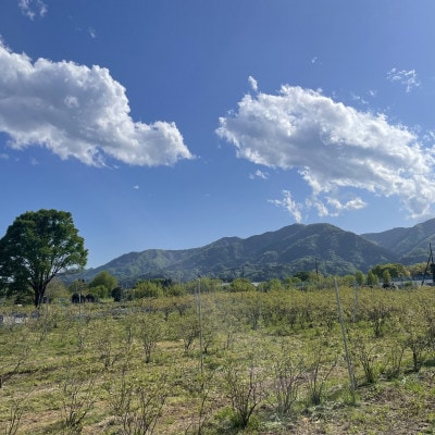 ごきげんブルーベリージャム3個セット