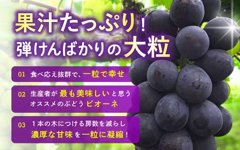 林ファミリーぶどう園の種なしピオーネは果汁たっぷり！弾けんばかりの大粒