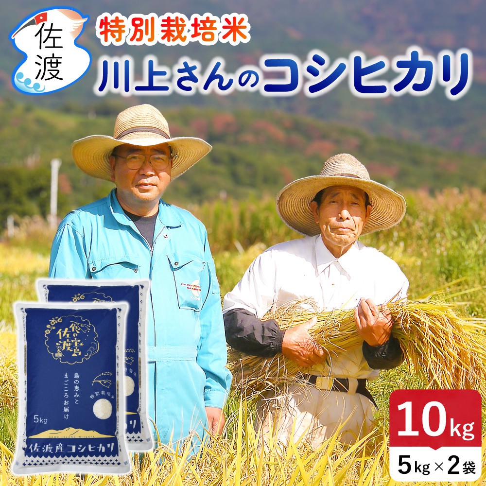 
                  佐渡島産 川上さんのコシヒカリ 白米10kg 令和7年産 特別栽培米 【食の宝島佐渡】
                