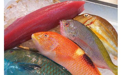 【泊漁港直送】 沖縄美ら海まぐろと旬の沖縄鮮魚セット
