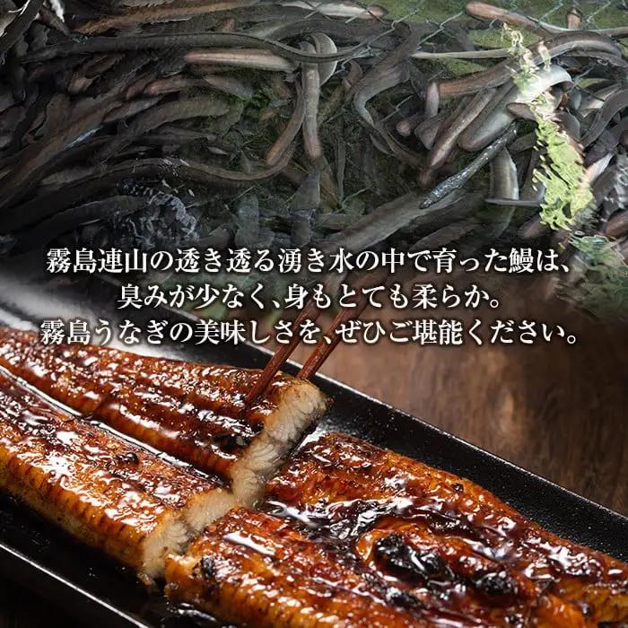 A5-034-RT 数量限定！特別サイズ！霧島産うなぎ蒲焼き計380g以上(190g超×2尾)【田代水産】霧島市 国産 鹿児島県産 うなぎ 鰻 ウナギ 高級 蒲焼き 蒲焼 かばやき タレ