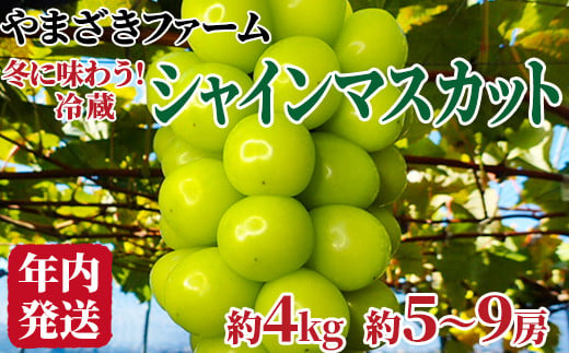 [No.5657-3442]【年内発送】冬に味わう！冷蔵シャインマスカット 約4kg (約5～9房) 《やまざきファーム》■2024年発送■※12月上旬頃～12月下旬頃まで順次発送予定 