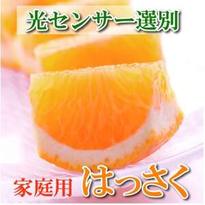 ＜1月より発送＞家庭用 はっさく6.5kg+195g(傷み補償分)【春みかん】【訳あり】【配送不可地域：離島・北海道・沖縄県】【1169145】