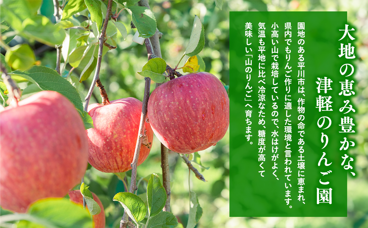 ≪2026年12月発送≫山の完熟サンふじ約3kg 　 【青森県 平川市 吹田りんご園】サンふじ ふじ りんご リンゴ アップル 果物 くだもの フルーツ 平川市産 完熟りんご 