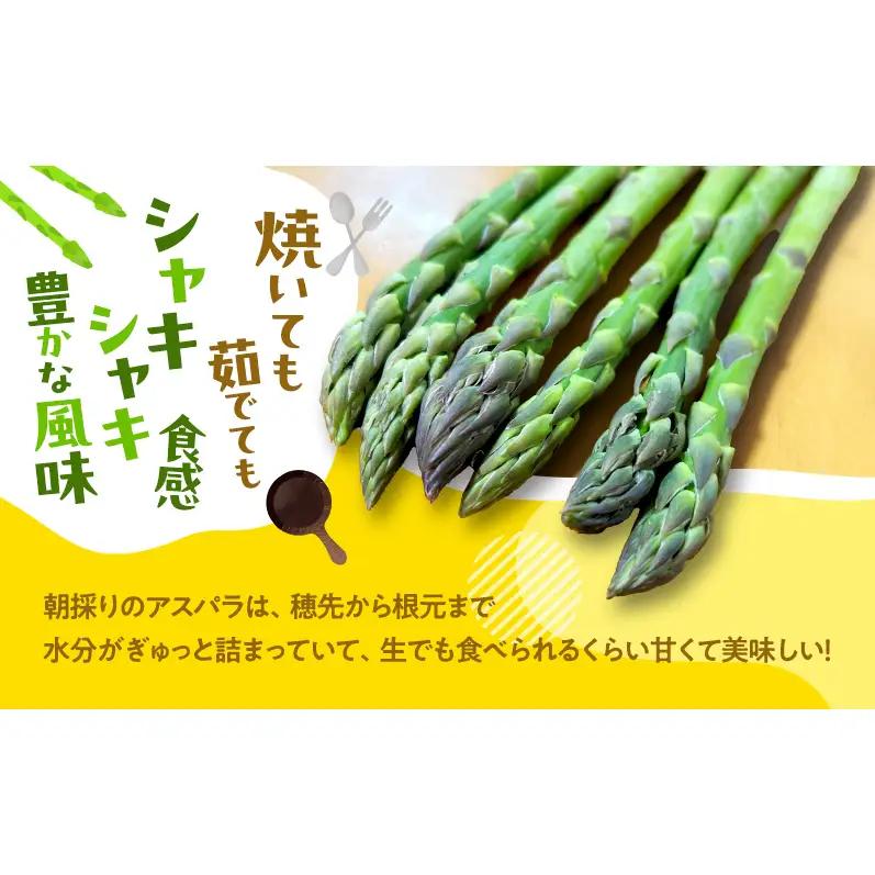 【2027年発送】ふらの産 採れたて グリーンアスパラ(M～Lサイズ混合)約1.5kg [清水農園] アスパラ アスパラガス 野菜 新鮮 甘い 北海道 富良野