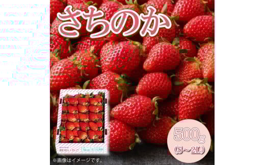 いちご さちのか 500g S～2L サイズ 不揃い 大粒 新鮮 冷蔵 ストロベリー 苺 アイス フルーツサンド ギフト プレゼント 贈答 お取り寄せ グルメ 冷蔵 送料無料 阿波市 徳島県 原田ファーム