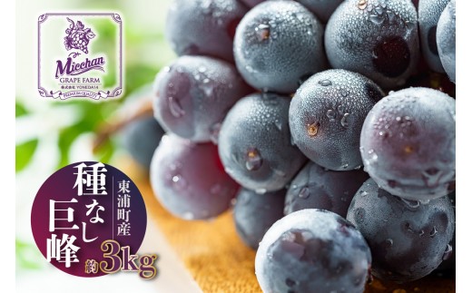 【先行予約】【2026年8月発送】東浦町産 種なし巨峰・約3kg｜ぶどう 葡萄 ブドウ 巨峰 グレープ 種なし 新鮮 朝採り 直送 高糖度 甘いフルーツ 旬 2026 ギフト 愛知県 東浦町