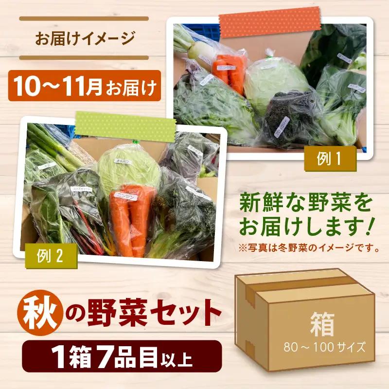 【先行予約】農家直送 秋野菜セット 1箱 7品目以上 《元気に育った新鮮野菜！》／ 福井 あわら市 季節 秋 野菜 ボックス BOX セット セレクト 農家 おまかせ 多品目 旬 詰め合わせ ※202