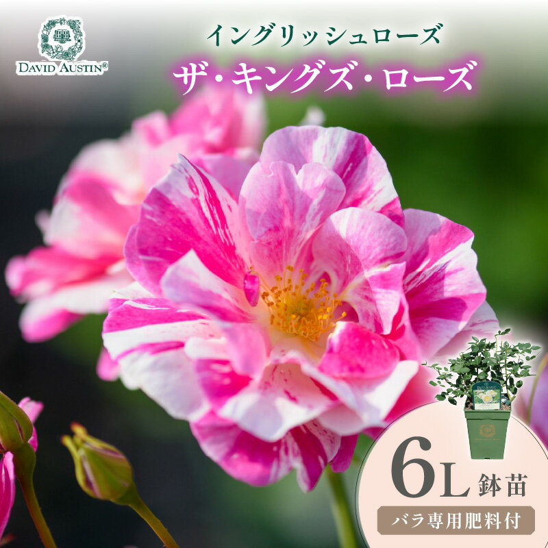 【ふるさと納税】【イングリッシュローズ】デビッド・オースチン ザ・キングズ・ローズ 6L鉢苗（バラ専用肥料付）