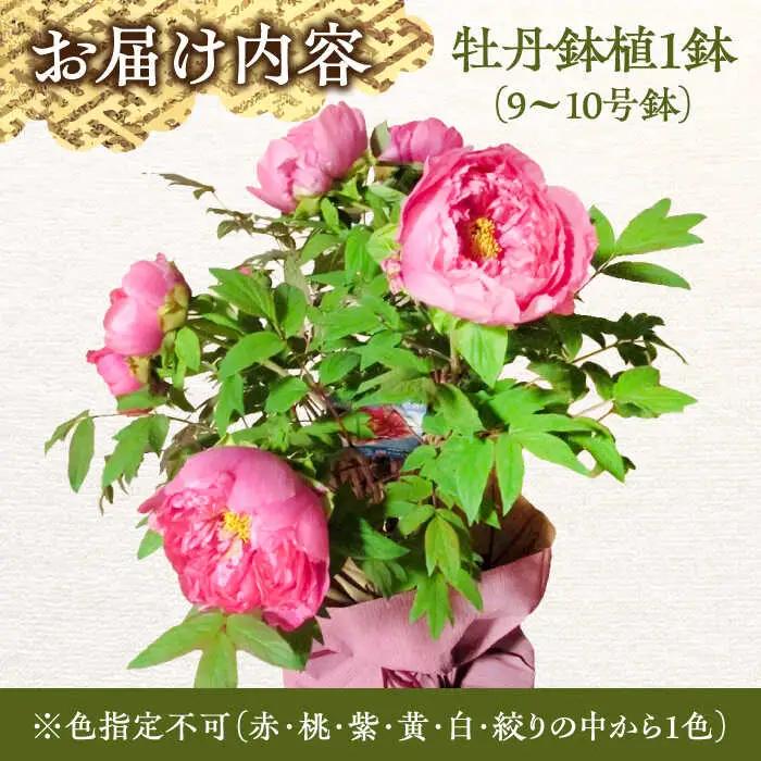 【先行予約】【2026年12月上旬以降順次発送】花 松江大根島牡丹(宝寿ぼたん) 5輪咲き 島根県松江市/島根県農業協同組合くにびき地区本部[ALBC003] 花 花
