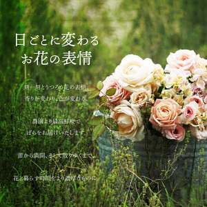 わばらの花束LL