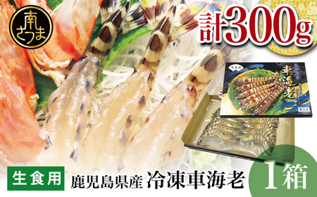 【鹿児島県産】活〆 冷凍車海老 300g（生食用） えび クルマエビ 海鮮 刺身 寿司 天ぷら 塩焼き エビフライ 南さつま市