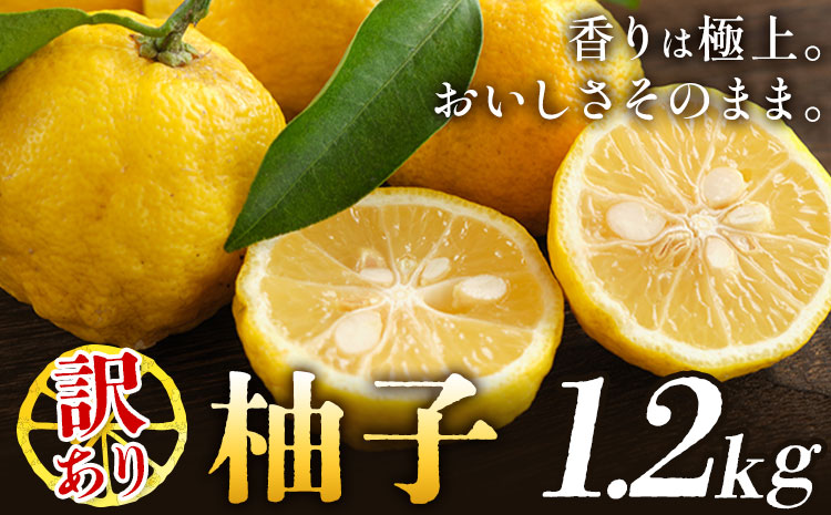 ゆず 訳あり 柚子 約1.2kg 《11月中旬-1月中旬頃発送》徳島県 佐那河内村 ゆず 柑橘 フルーツ 旬【配送不可地域あり】※離島---sanagouchi_lcl_62_1200g---