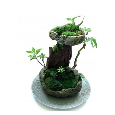 ふるさと納税 豊川市 苔盆景　苔盆栽　森の秘境