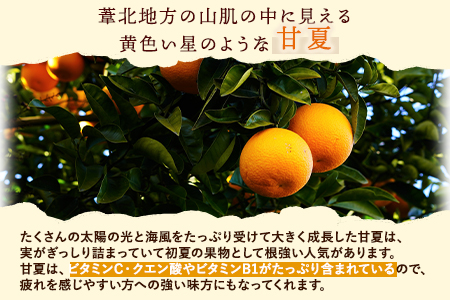 甘夏缶詰24缶入り (12缶×2箱)《60日以内に順次出荷(土日祝除く)》熊本県 葦北郡 津奈木町 あしきた農業協同組合 JAあしきた 柑橘 甘夏 あまなつ フルーツ 果物 缶詰 送料無料