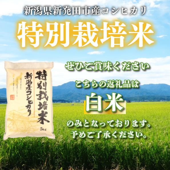 先行予約 コシヒカリ 白米 5kg 令和7年産 特別栽培米 こしひかり 米 お米 こめ 新潟米 新潟県産 新潟産 新潟 新潟県 新発田産 新発田 新発田市 斗伸 toushin002_02