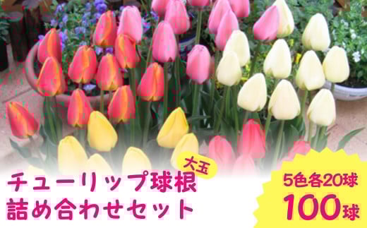 【先行予約】チューリップ球根（特大球） 100球（5色各20球）一重咲き ダーウィンハイブリットチューリップ5色詰め合わせセット（2025年9月中旬より順次発送） 新潟県 五泉市 新潟県花卉球根農業協同組合